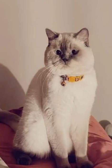 Simba British Shorthair Kedi, Trabzon
