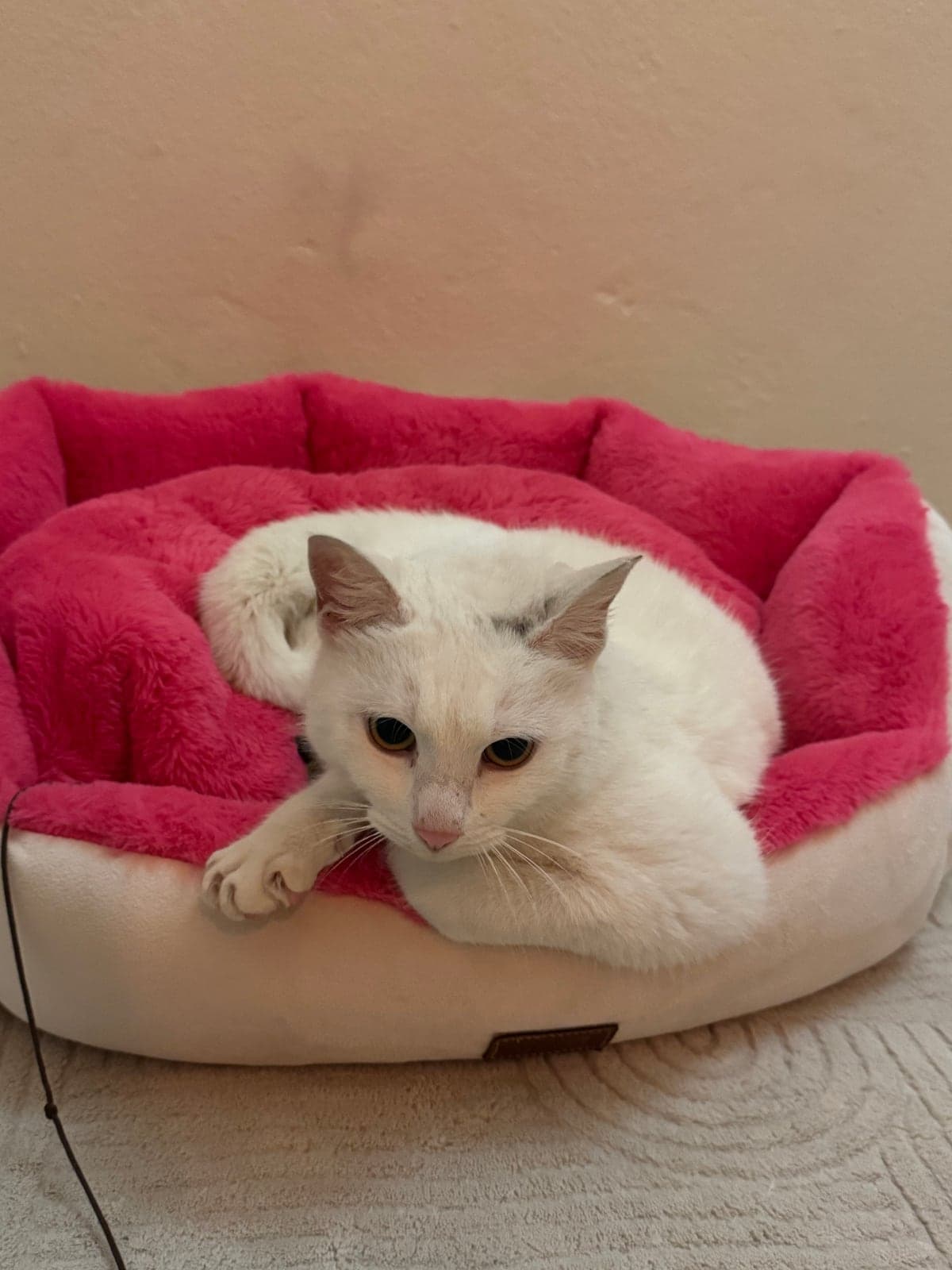 Pamuk Bilmiyorum Kedi, İzmir