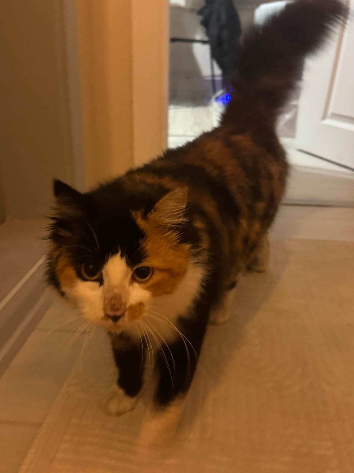 Tedy Sokak Kedisi Kedi, İzmir