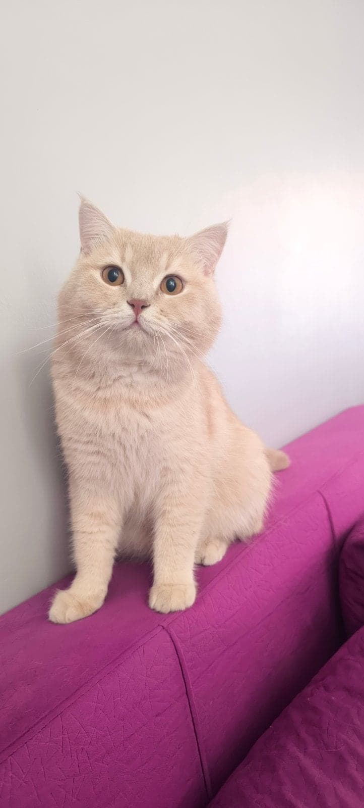 Zero British Shorthair Kedi, İstanbul