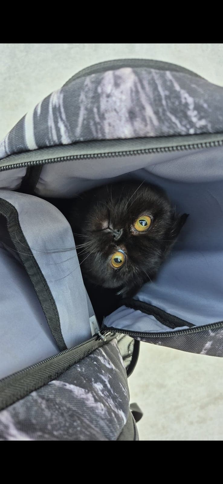 Zeytin Scottish Straight Kedi, İstanbul