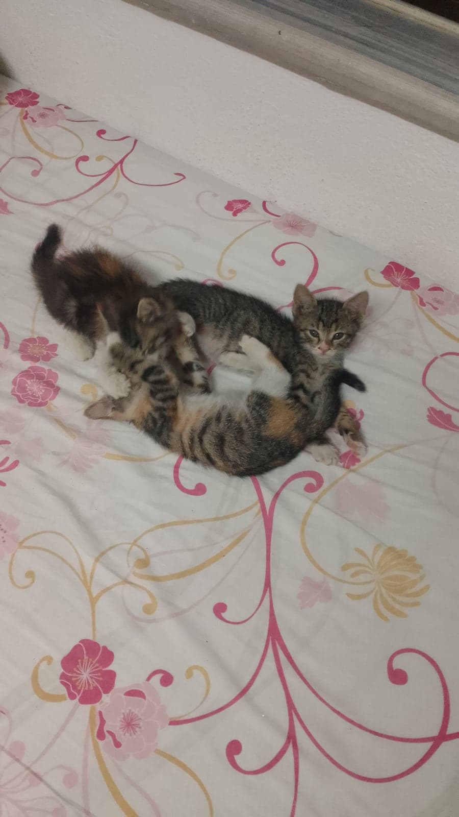 İsim daha yok Sokak Kedisi Kedi, Muğla