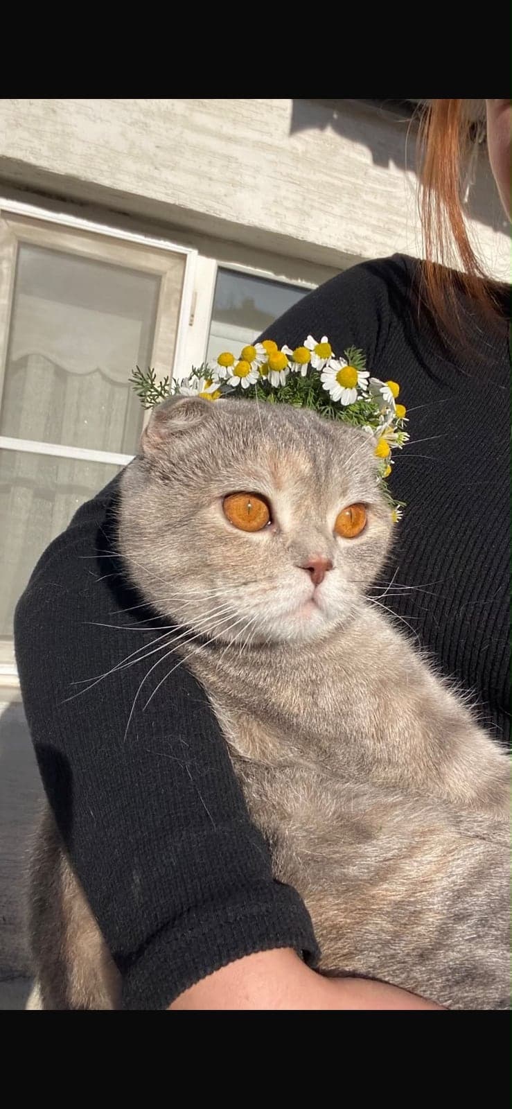 Maya Scottish Fold Kedi, Eskişehir