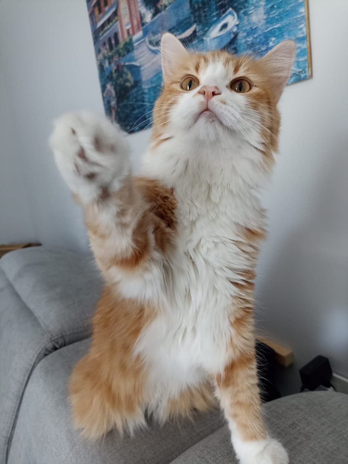 Aslan Melez Kedi, Kocaeli