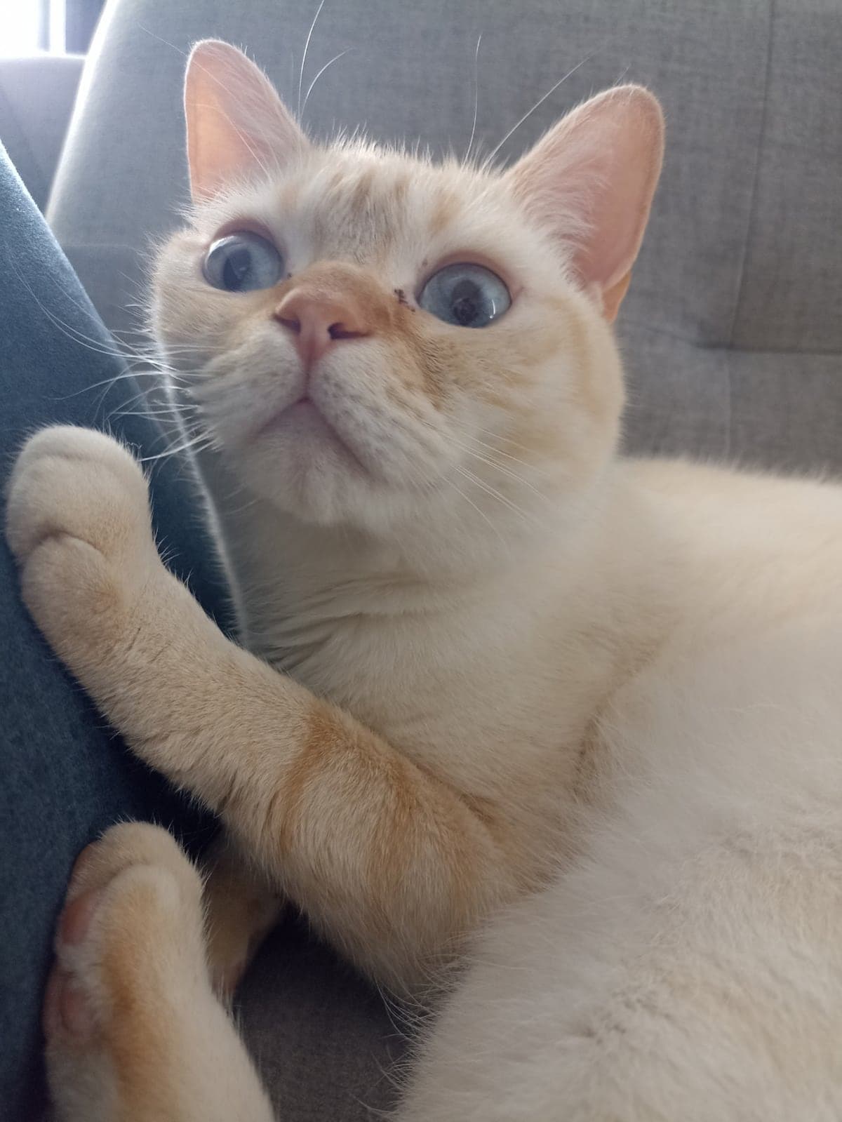 Badem British Shorthair Kedi, Kocaeli