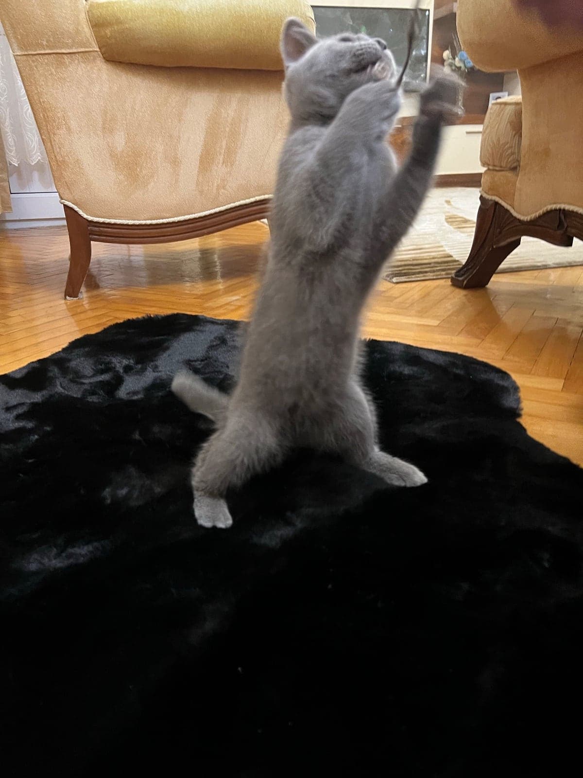 Yaman British Shorthair Kedi, İstanbul