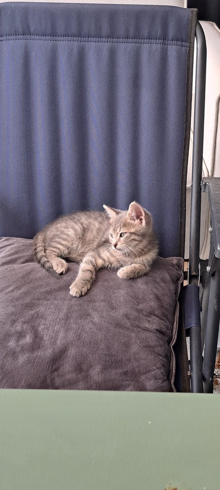 Çakır Tekir Kedi, Ankara