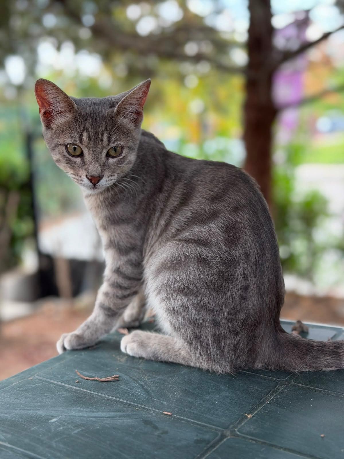 Çakır Tekir Kedi, Ankara