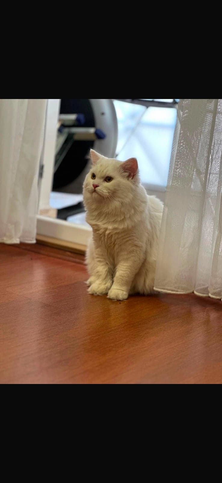 Alfa British Longhair Kedi, Ankara