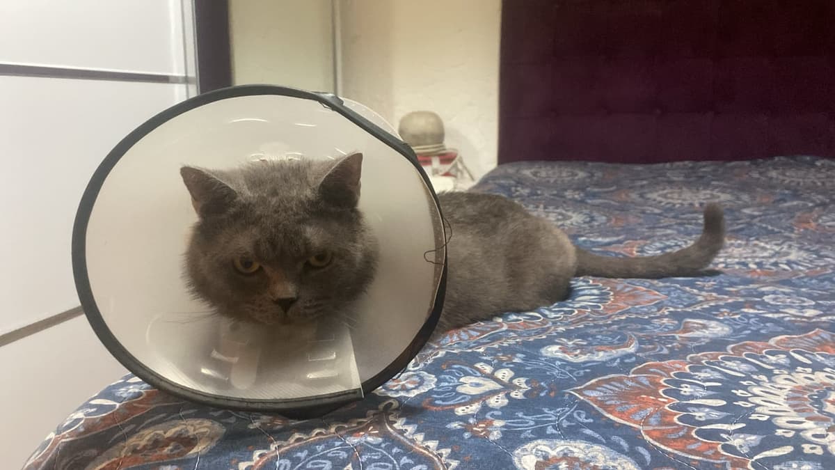 Duman British Shorthair Kedi, İstanbul