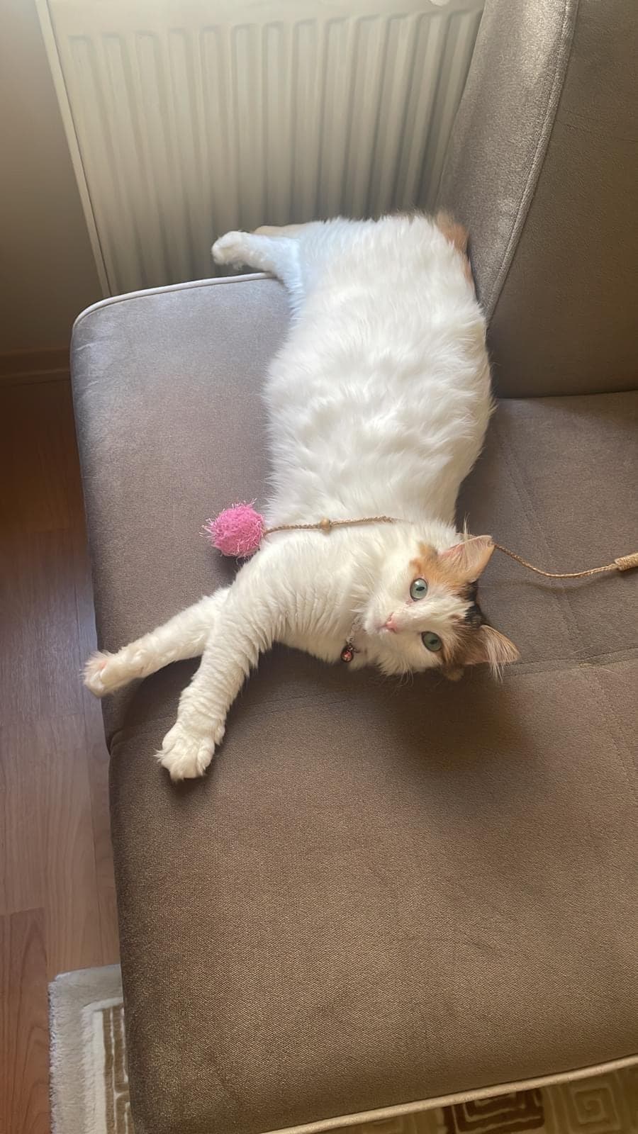 Badem Sokak Kedisi Kedi, İstanbul