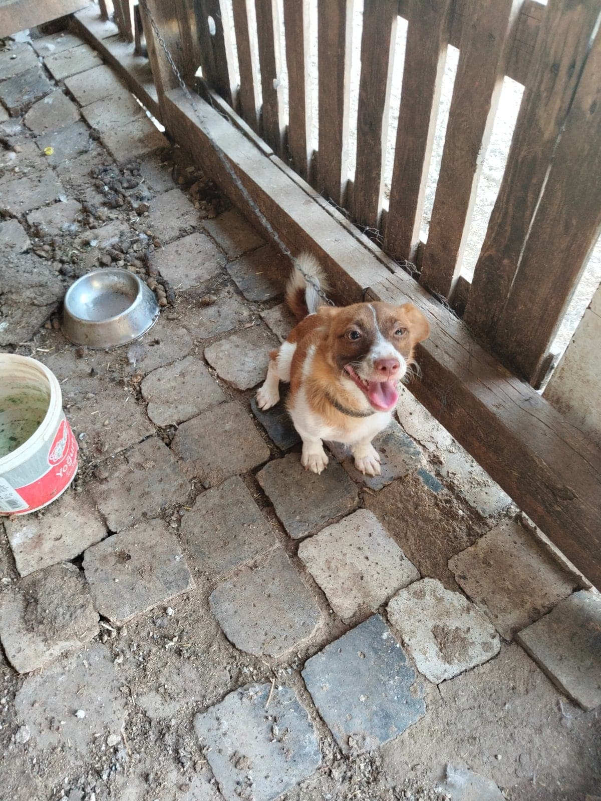Lila Bilmiyorum Köpek, Antalya