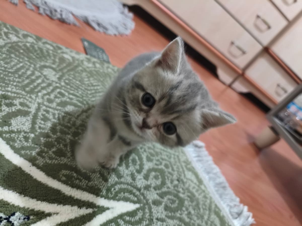 Bobo ve bulut British Shorthair Kedi, Ankara