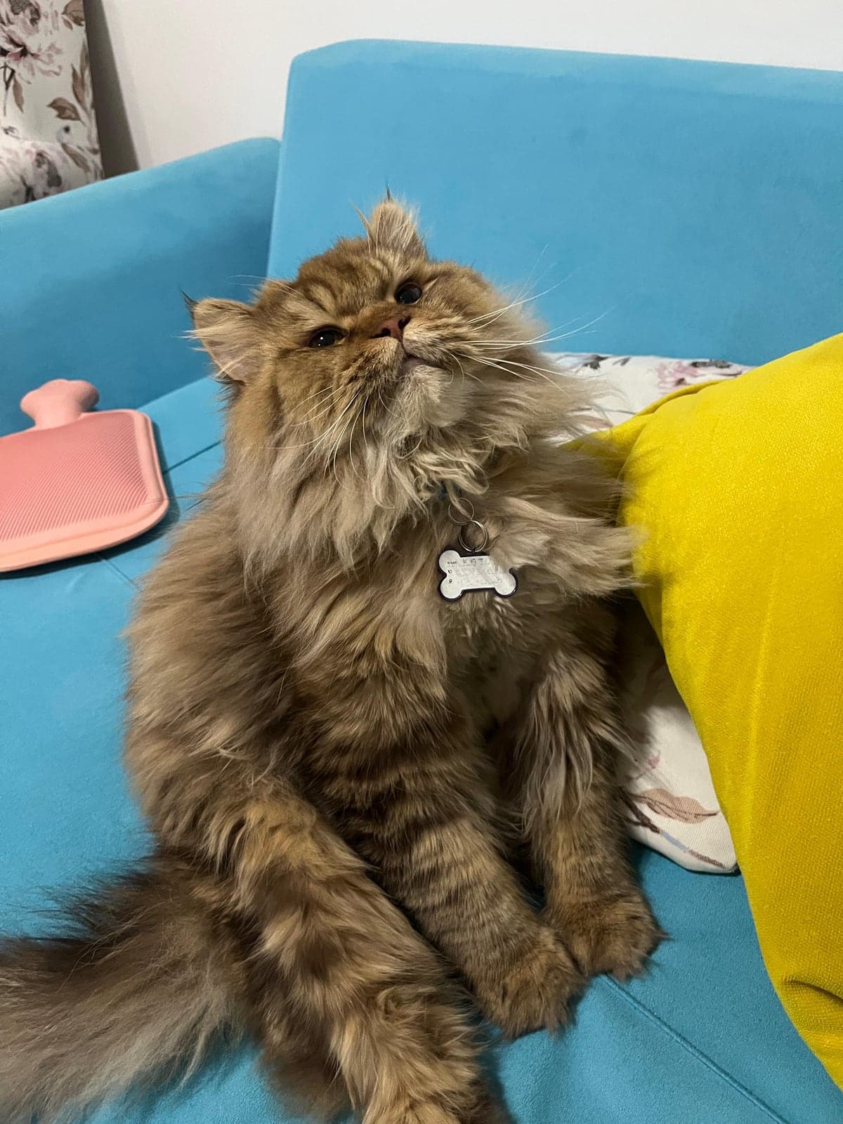 Kaju Persian Kedi, İstanbul