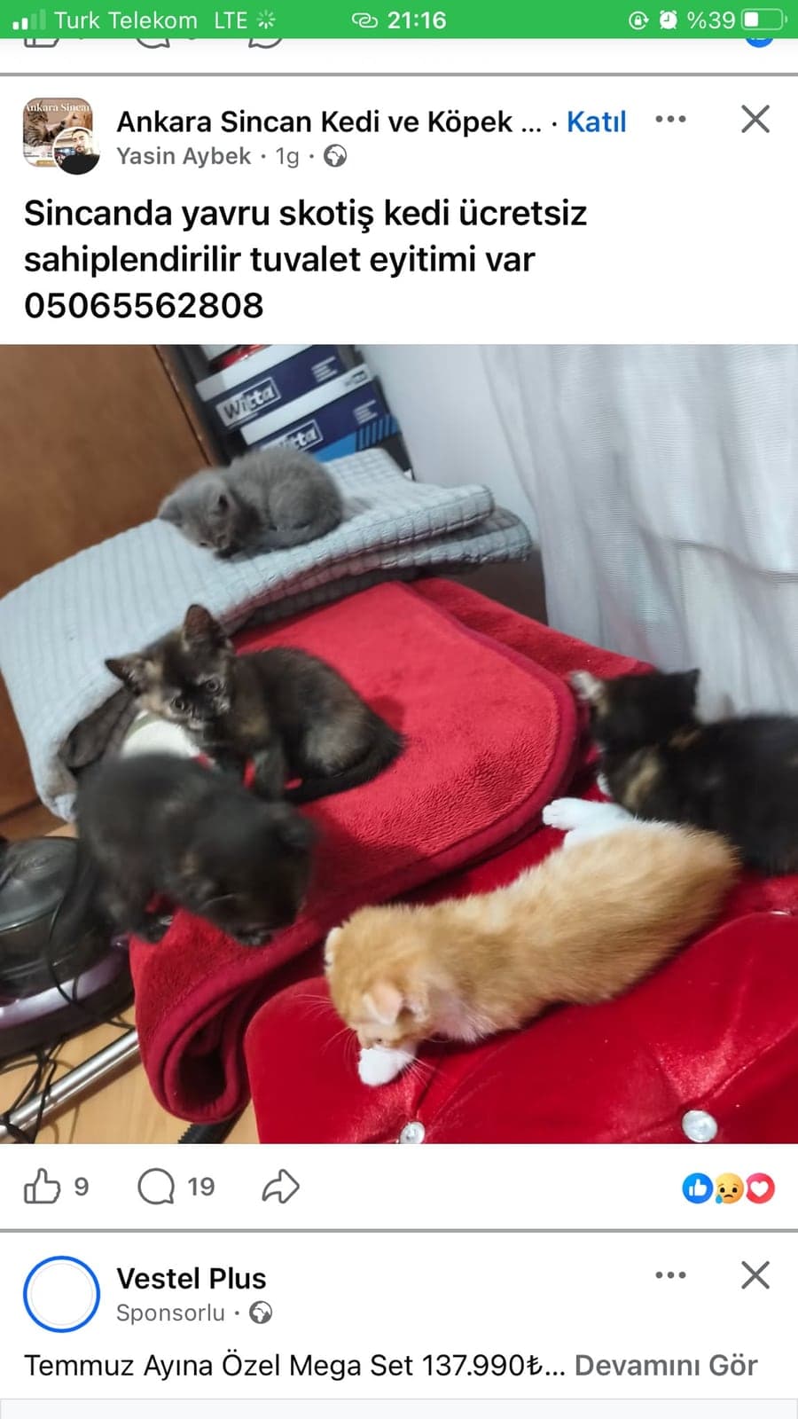Skotiş Scottish Straight Kedi, Ankara