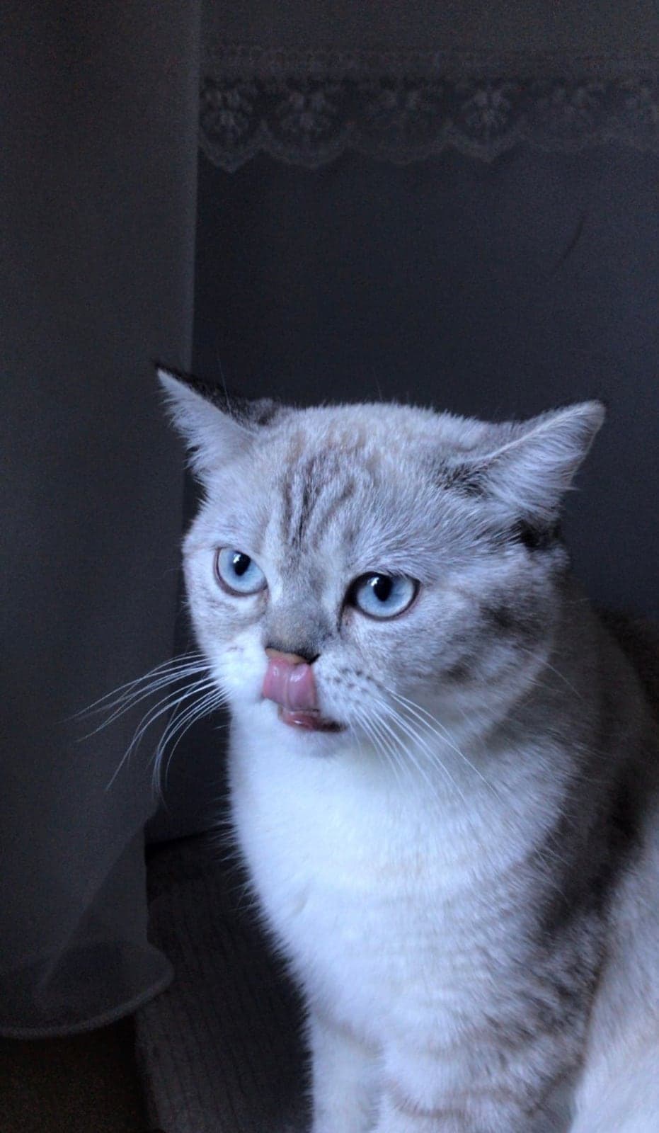 Behlül British Shorthair Kedi, İstanbul