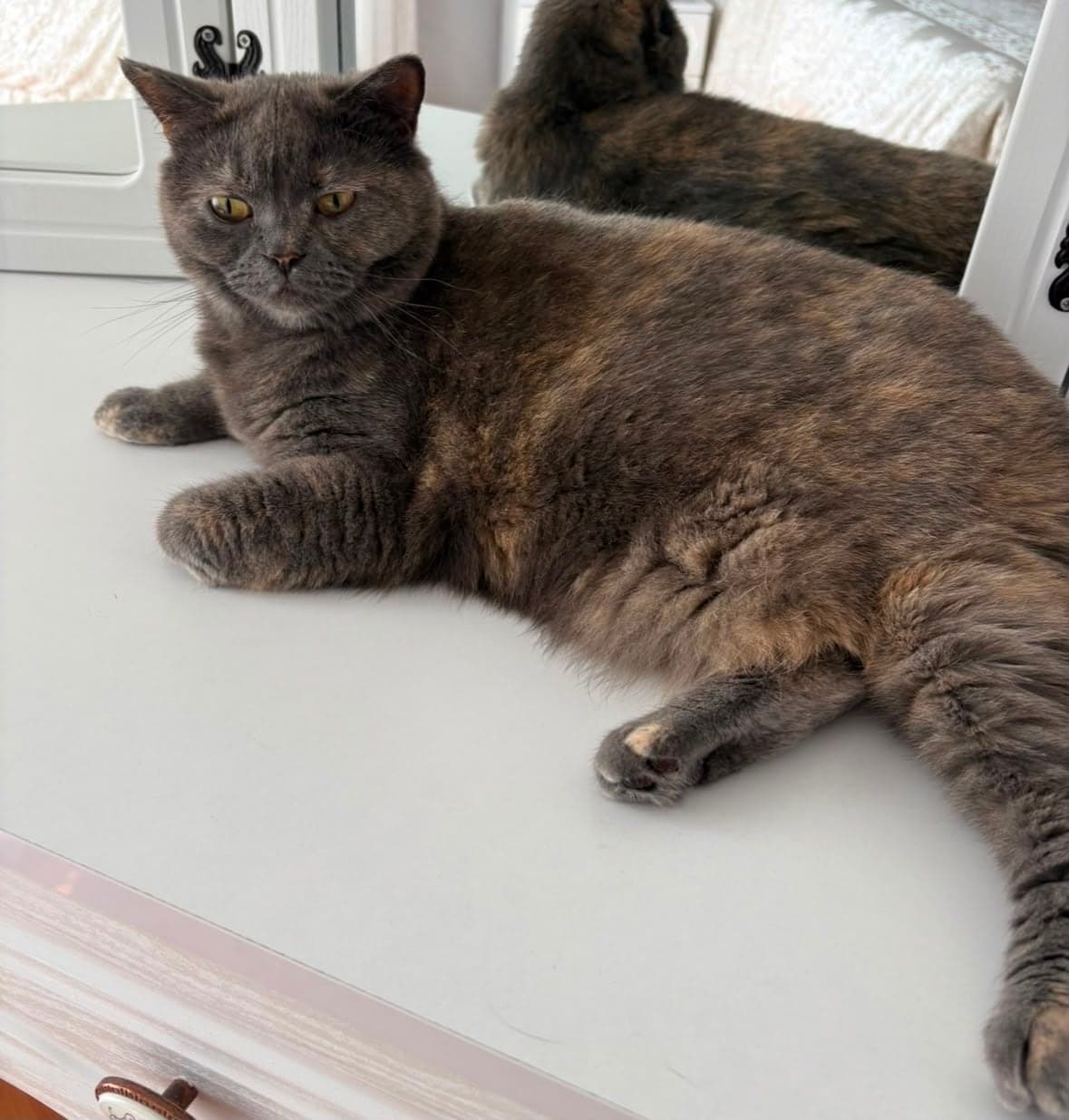 Juliet British Shorthair Kedi, İstanbul