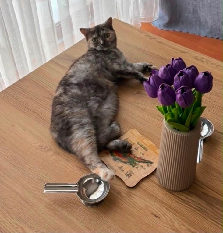 diva British Shorthair Kedi, İstanbul