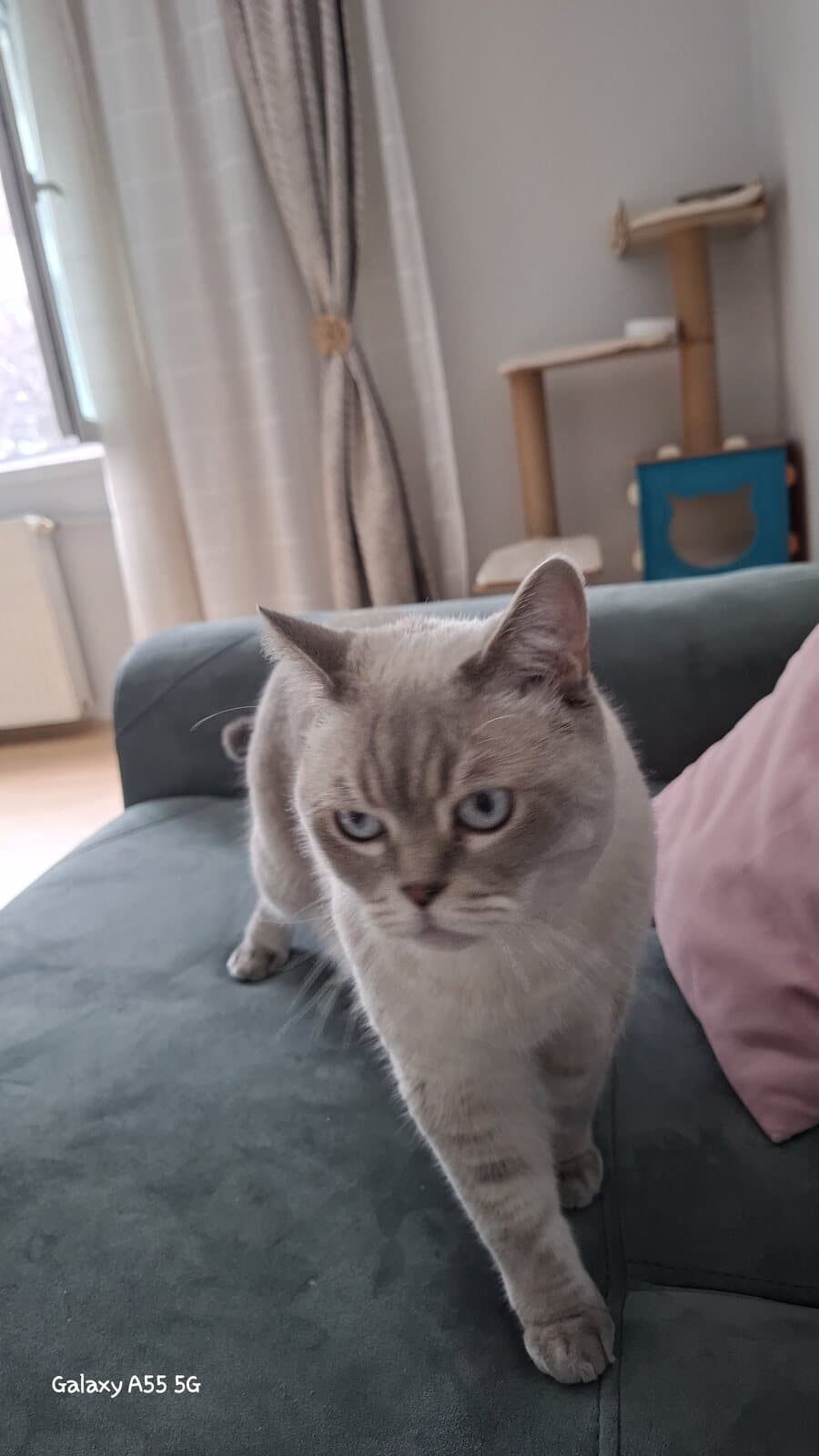 Bulut British Shorthair Kedi, Ankara