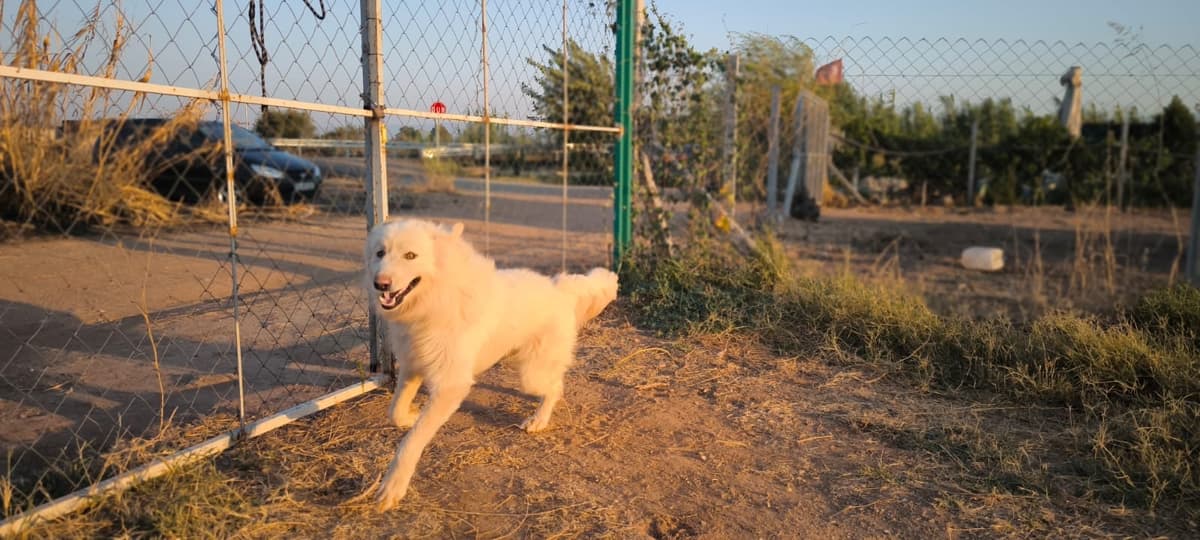 Bulut Husky Köpek, Aydın