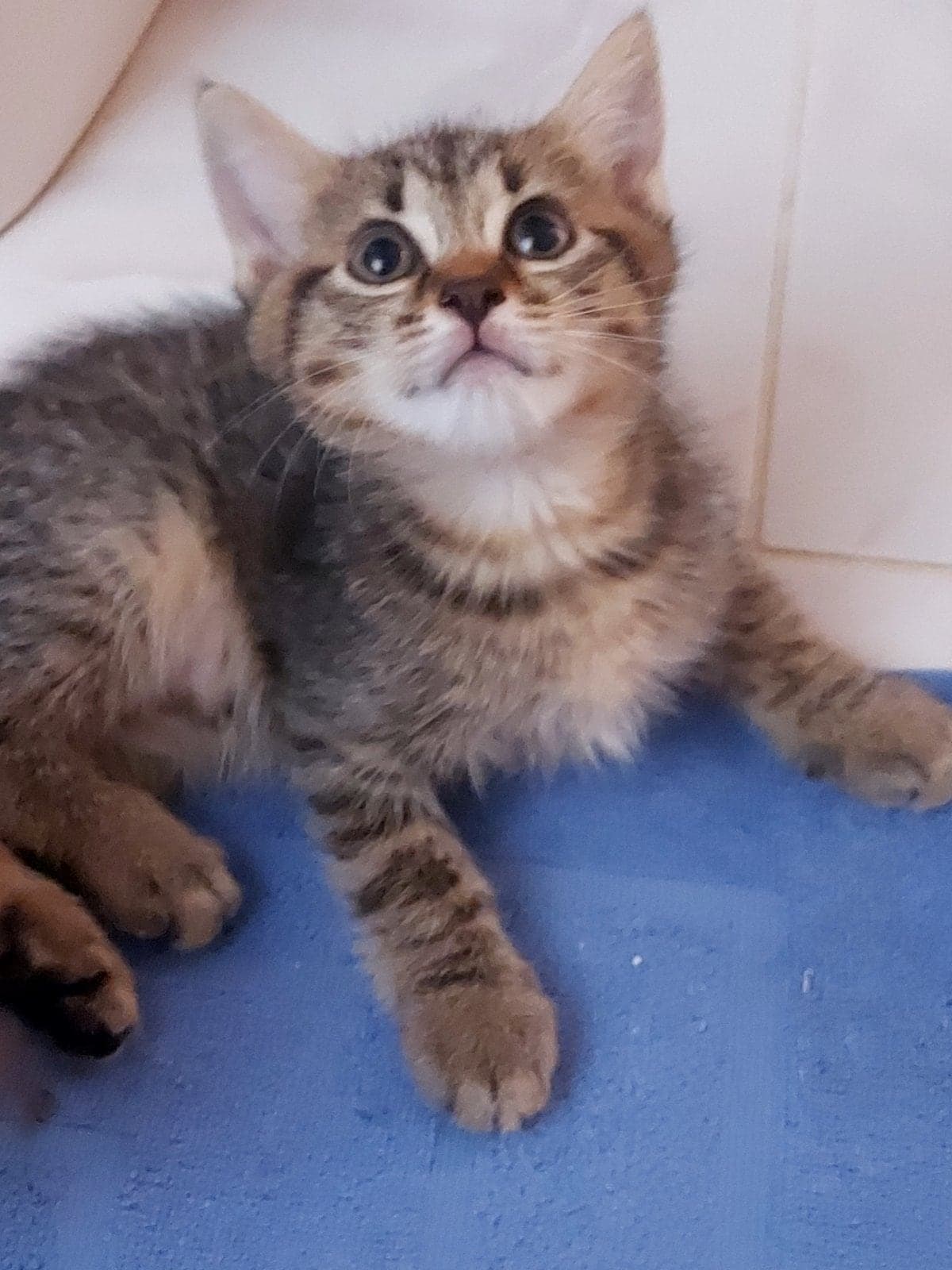 Mia Melez Kedi, İzmir