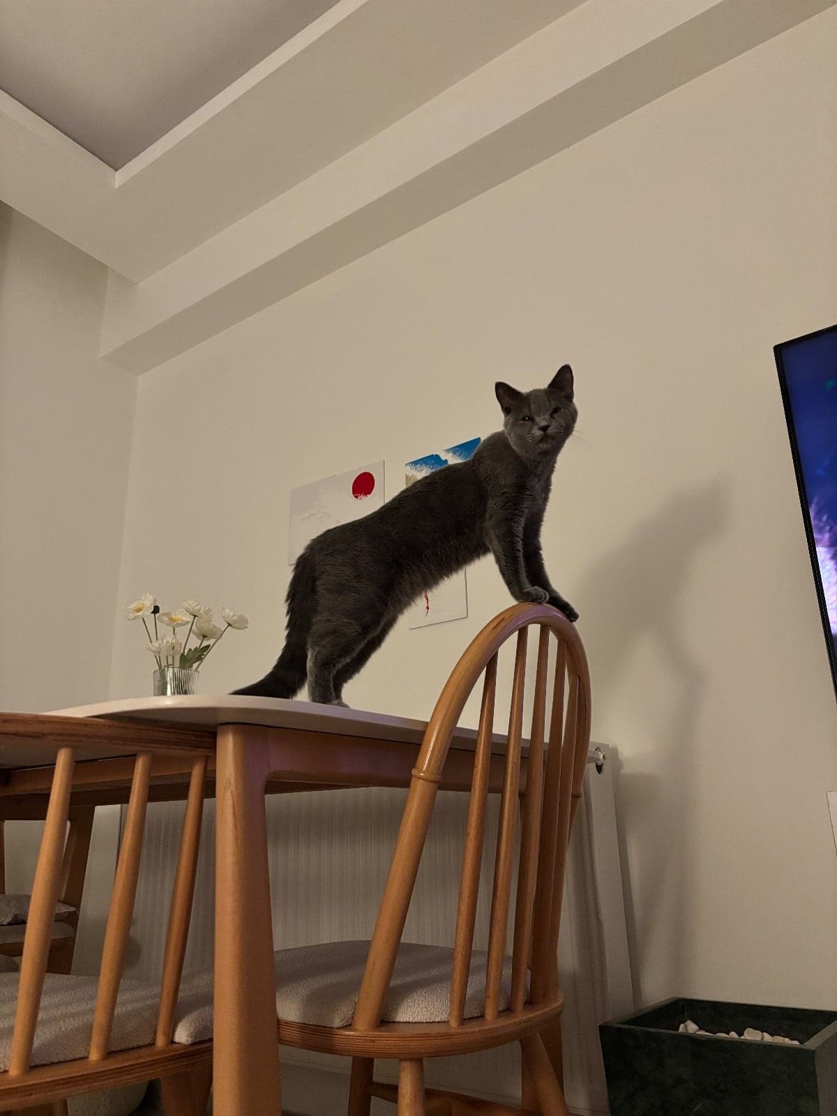 Turşu British Shorthair Kedi, İzmir