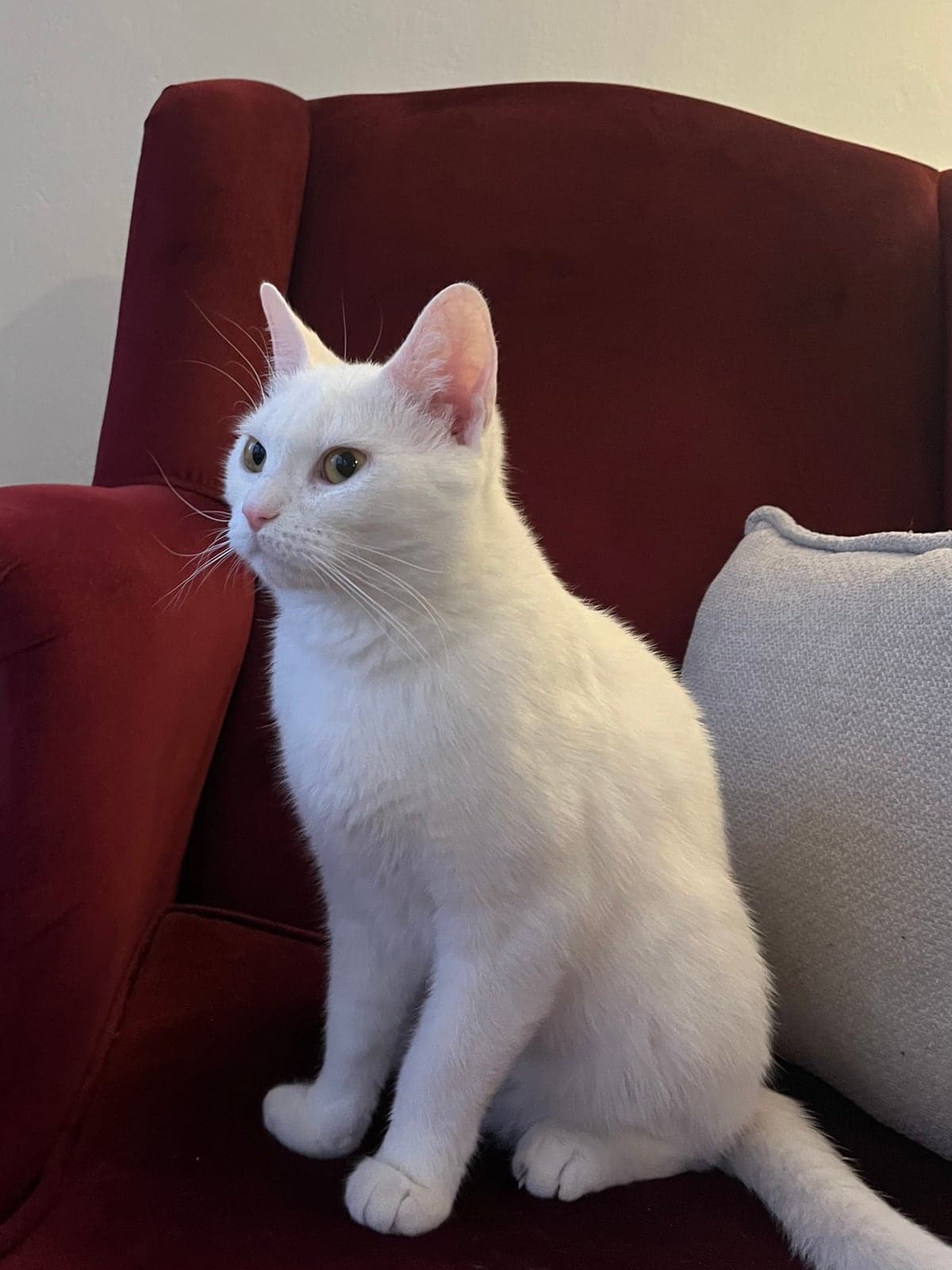 Pamuk Ankara Kedisi Kedi, Ankara