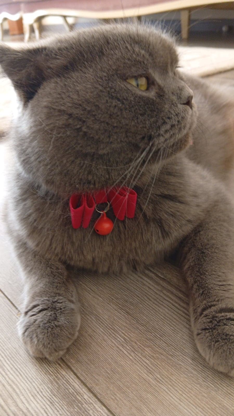 Şiba Bilmiyorum Kedi, Bursa
