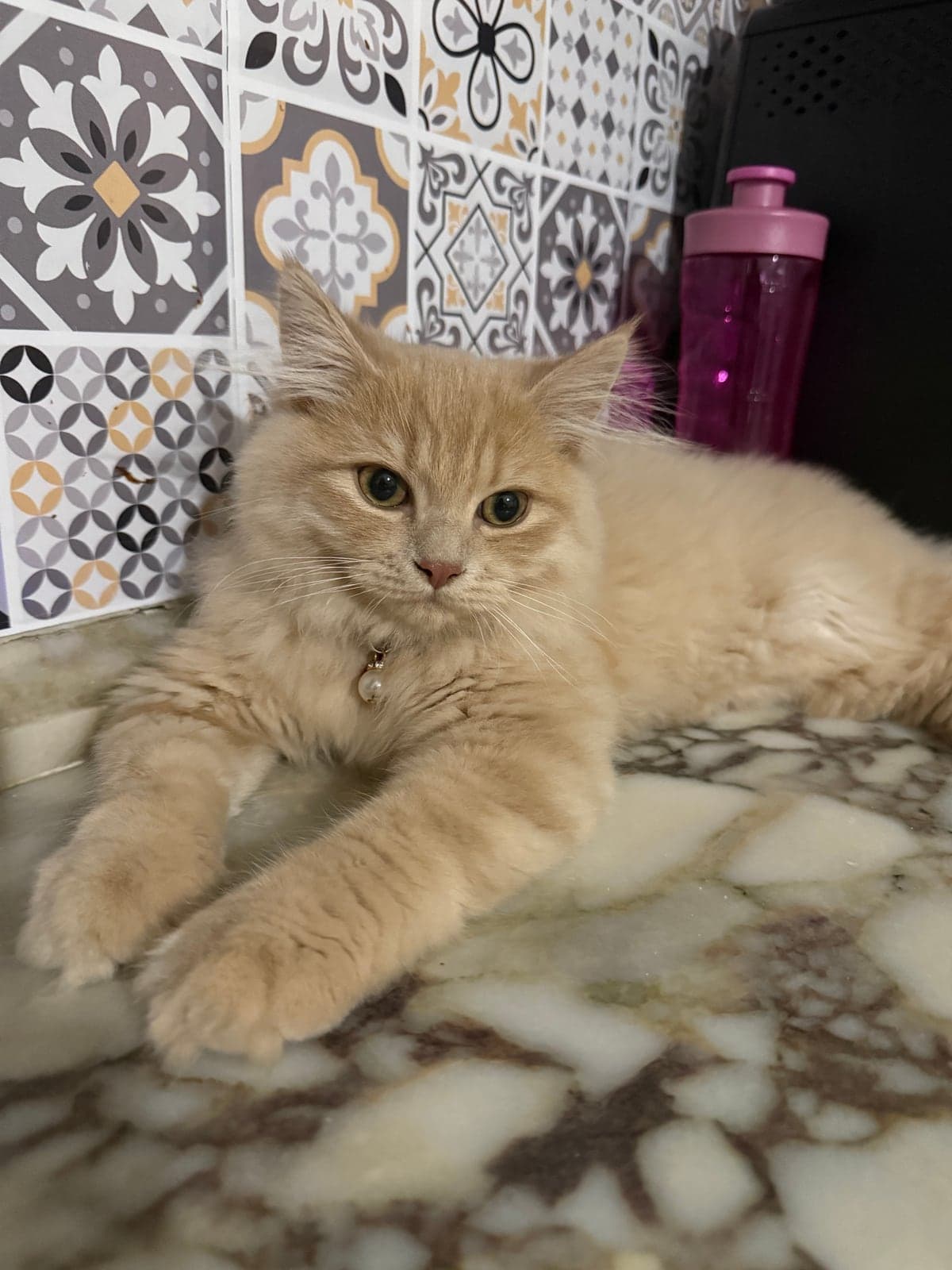 Karamel British Longhair Kedi, Bursa