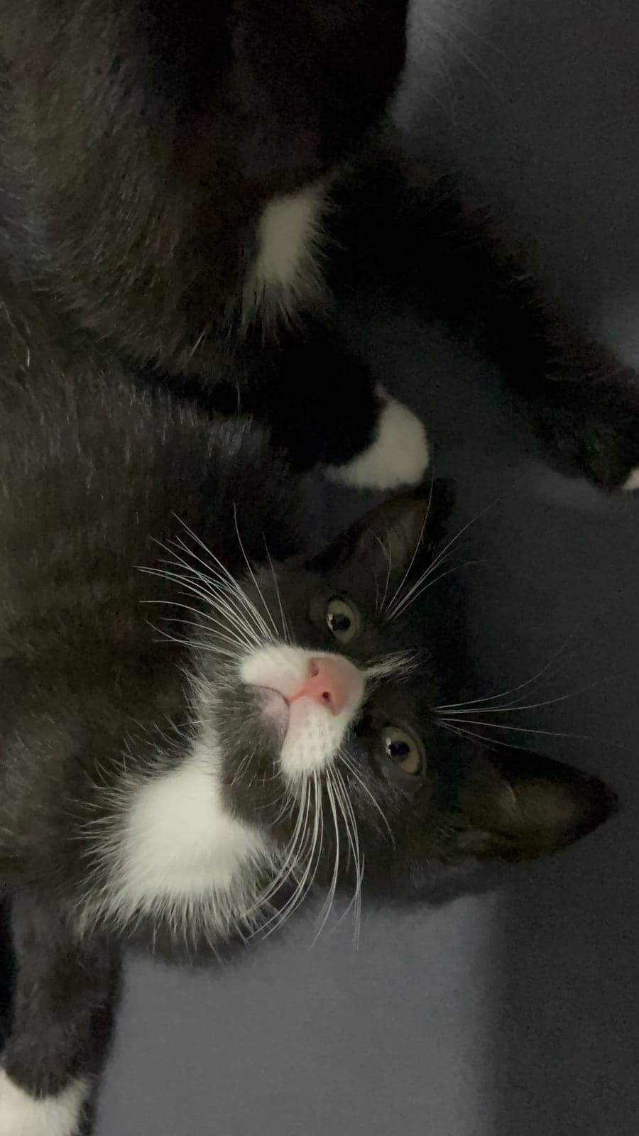Zeytinler Bilmiyorum Kedi, İstanbul