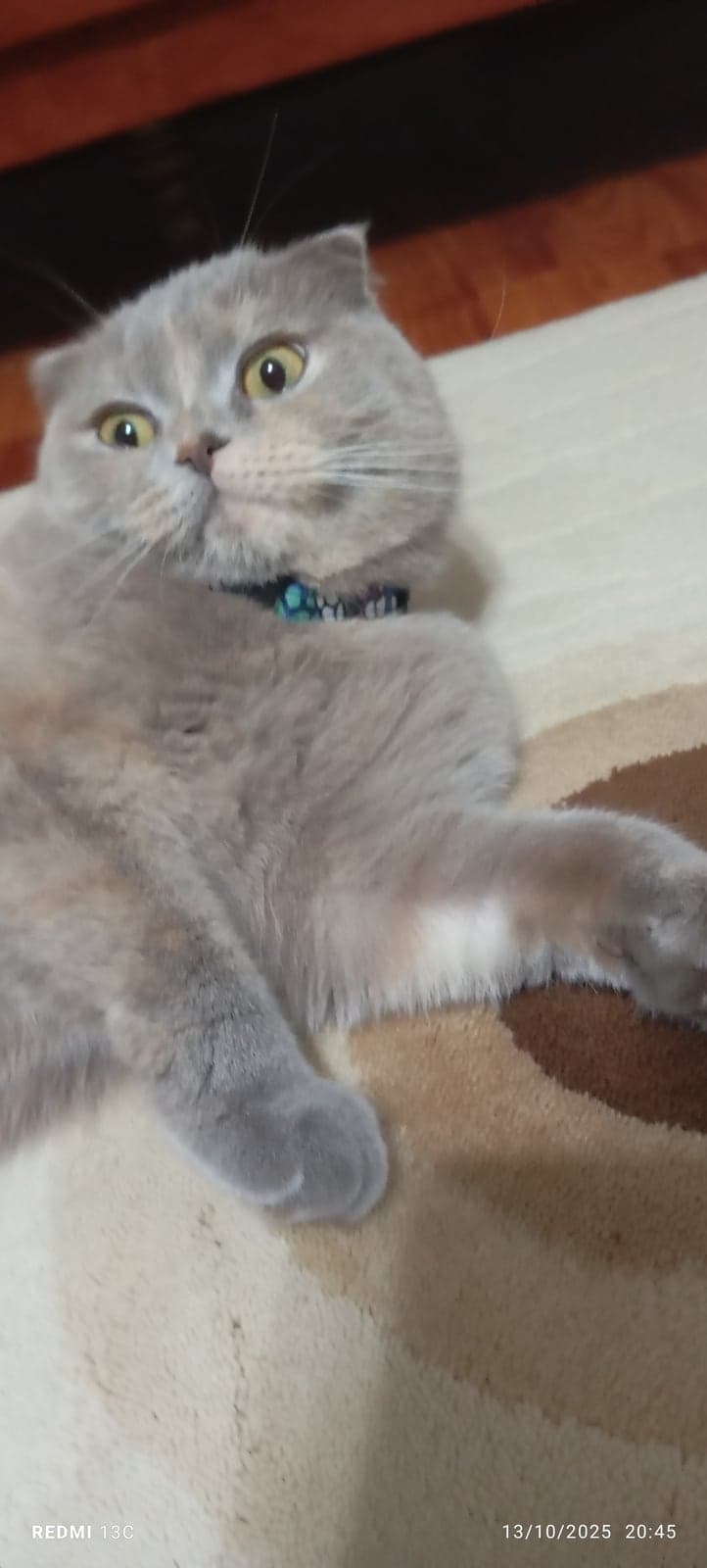 Tarçın Scottish Fold Kedi, Muğla