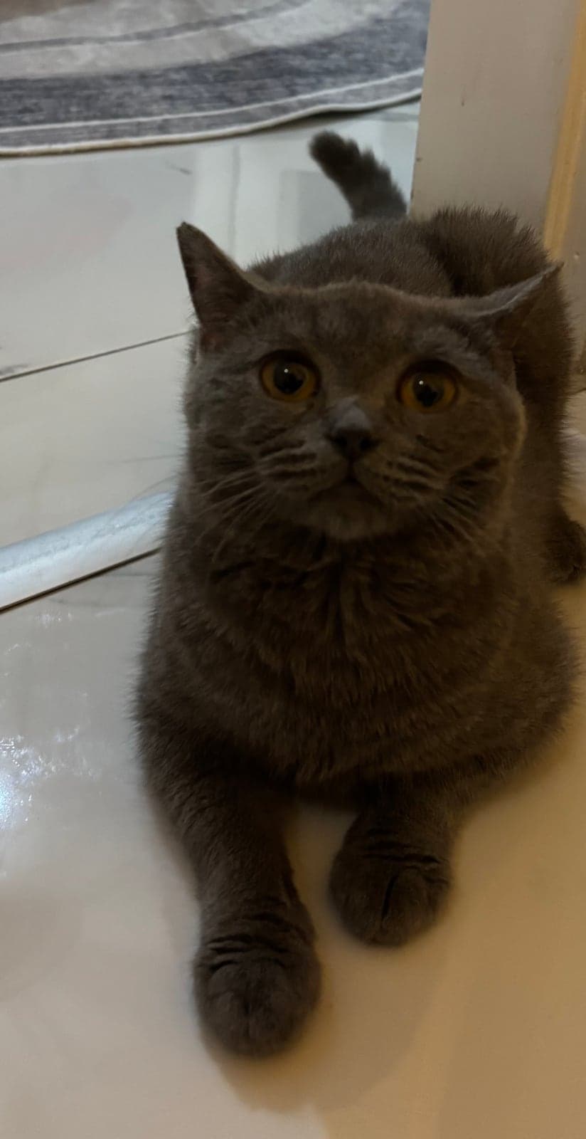 aşil British Shorthair Kedi, İzmir
