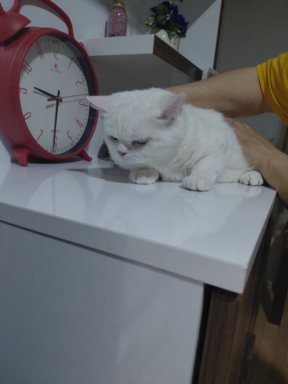 Fifi British Shorthair Kedi, İstanbul