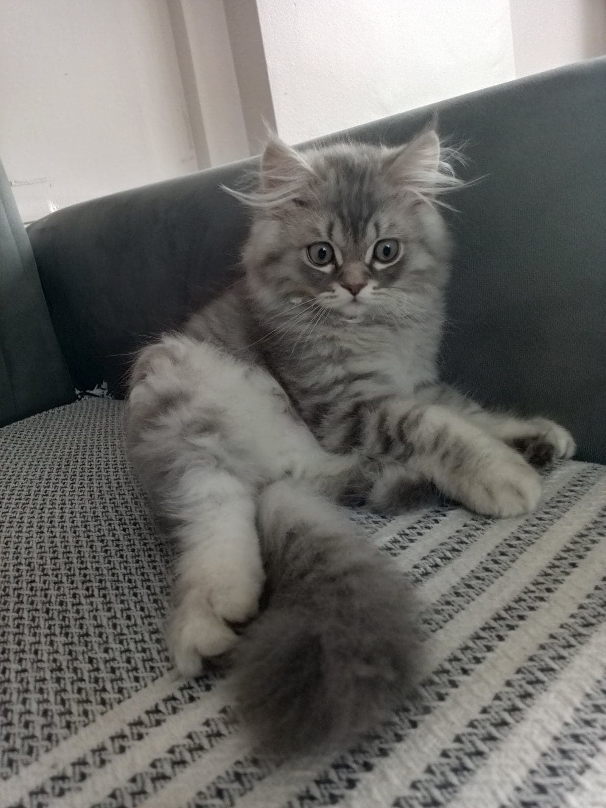 British Longhair British Longhair Kedi, Tekirdağ