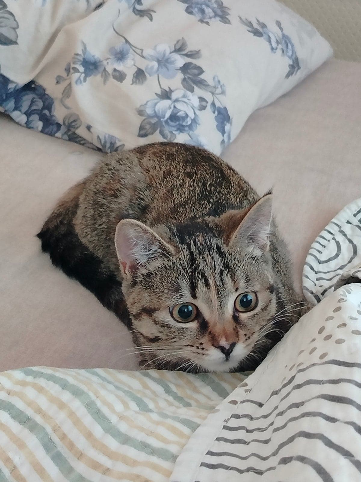 Fırfır Melez Kedi, Kayseri