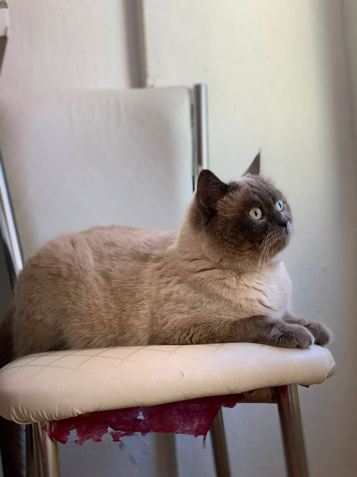 British Shorthair Blue Point British Shorthair Kedi, Balıkesir