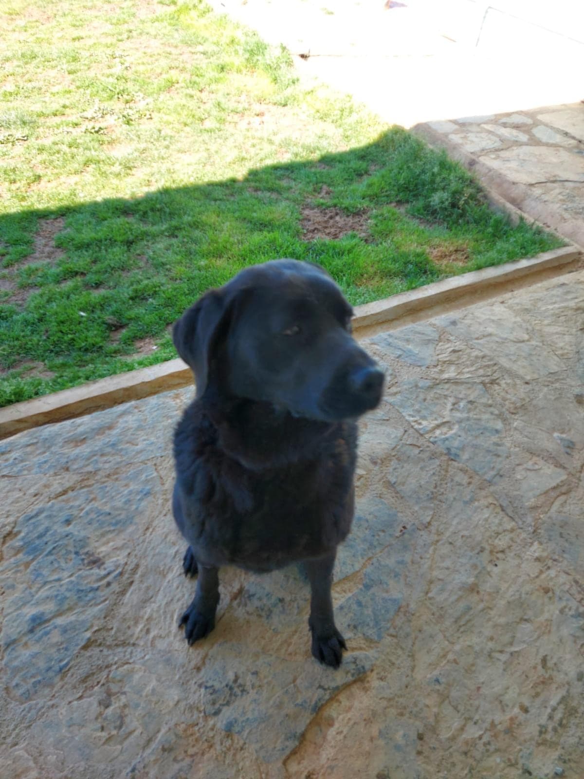 Lilith Labrador Retriever Köpek, İstanbul