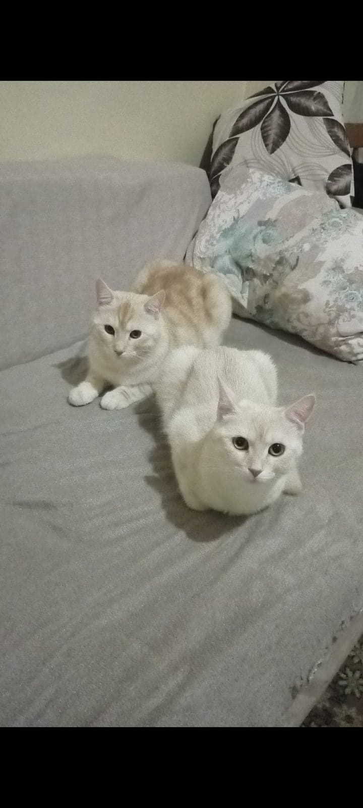 ASLAN VE MİA British Longhair Kedi, Ankara