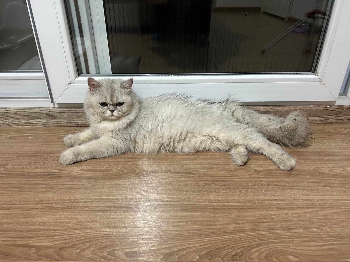 British Longhair · Kedi British Longhair Kedi, İzmir