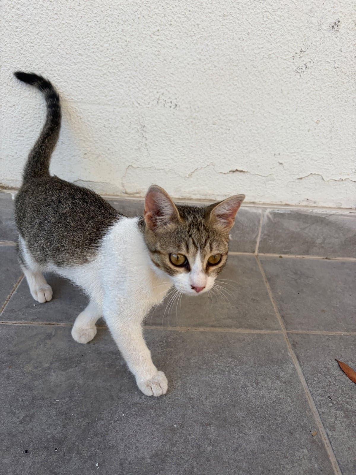 İsmi yok Sokak Kedisi Kedi, Antalya