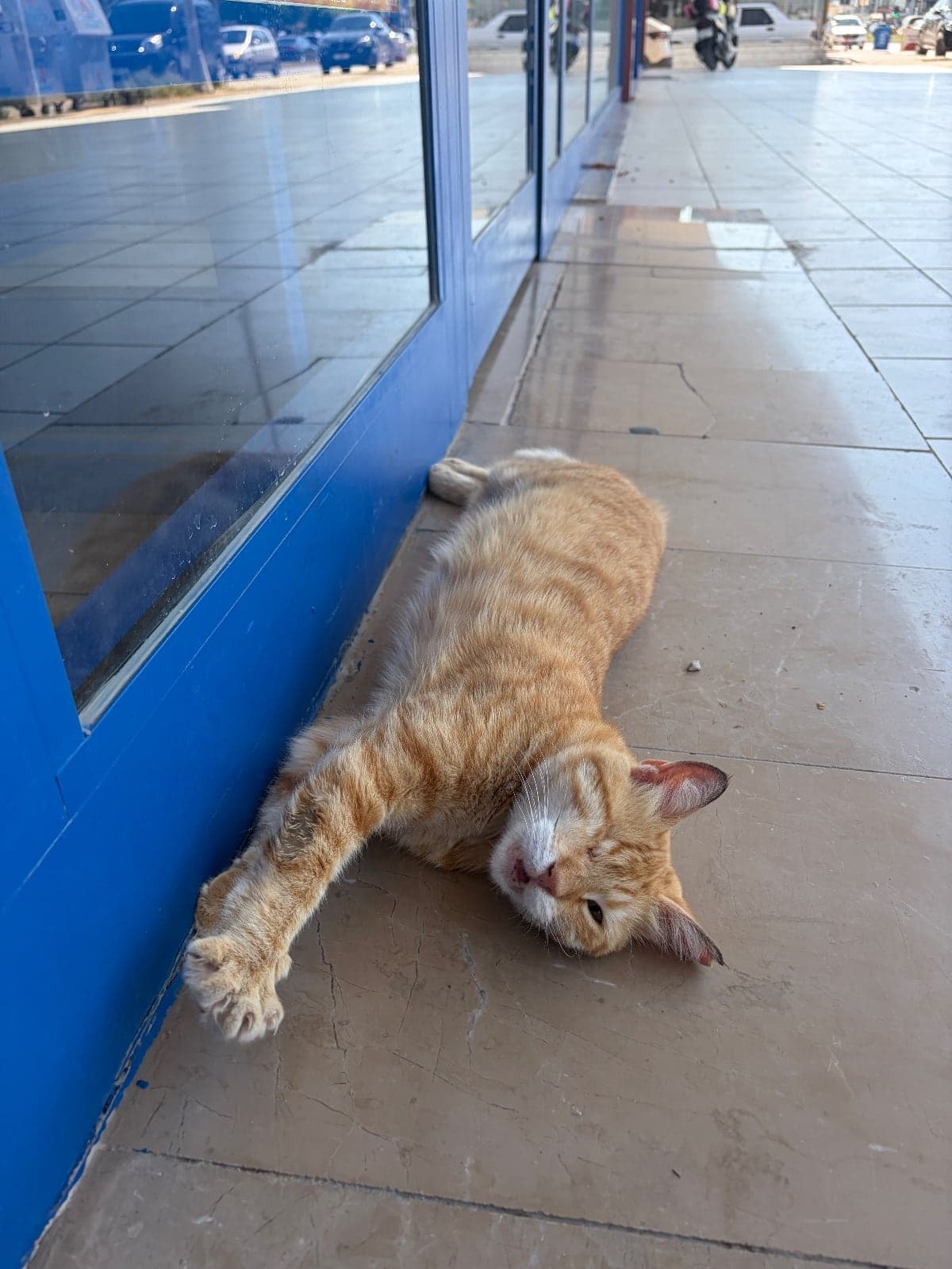 İsmi yok Bilmiyorum Kedi, Antalya