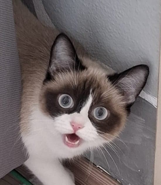 Paşa Bilmiyorum Kedi, Sakarya