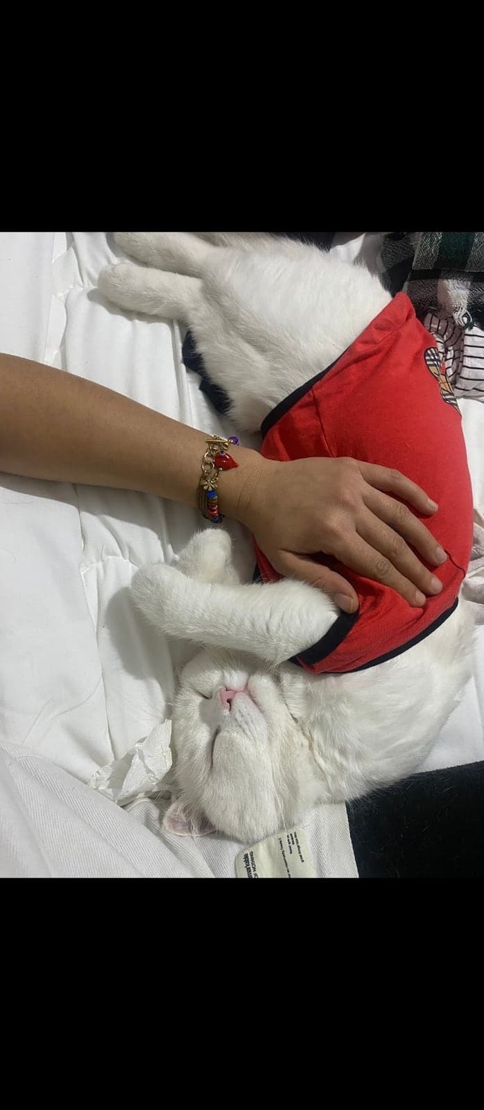 Tospik British Shorthair Kedi, İzmir