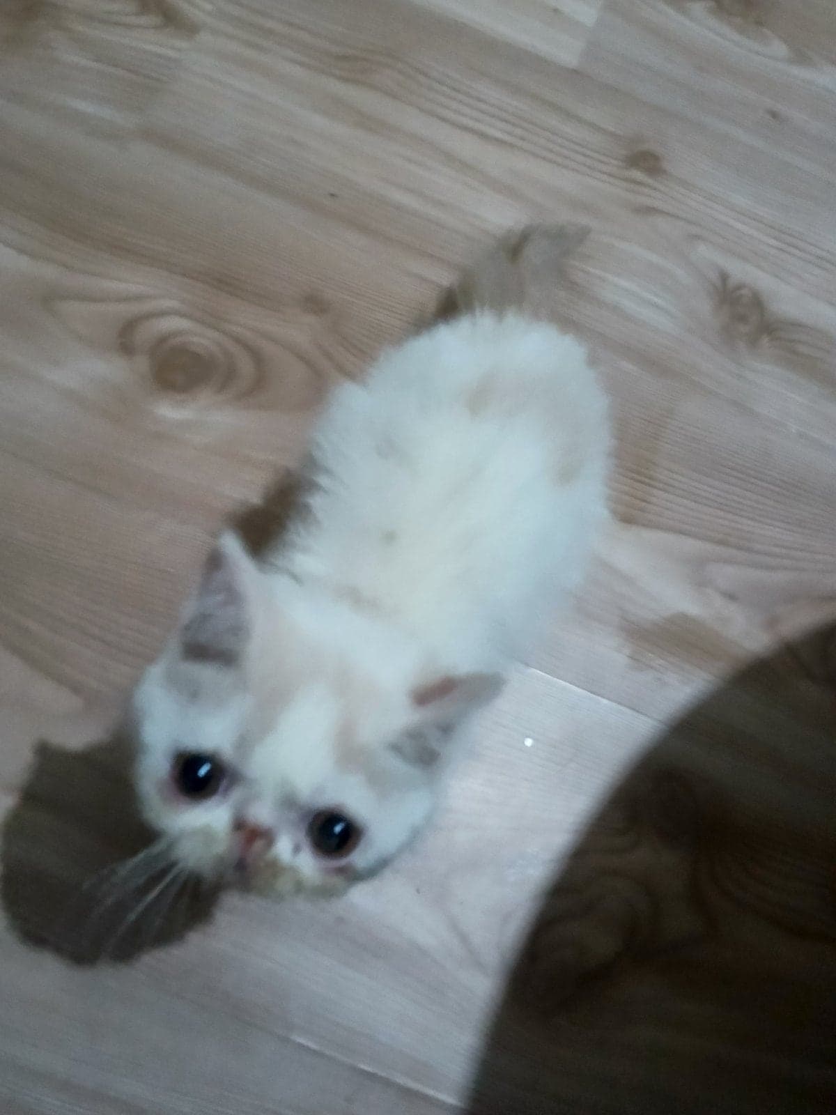 Pambuk Exotic Shorthair Kedi, Kocaeli