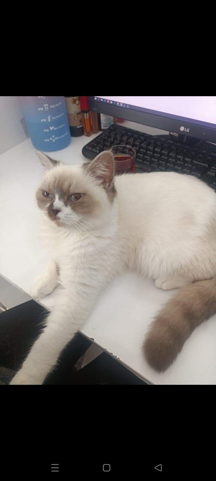 Gofret British Shorthair Kedi, Ankara