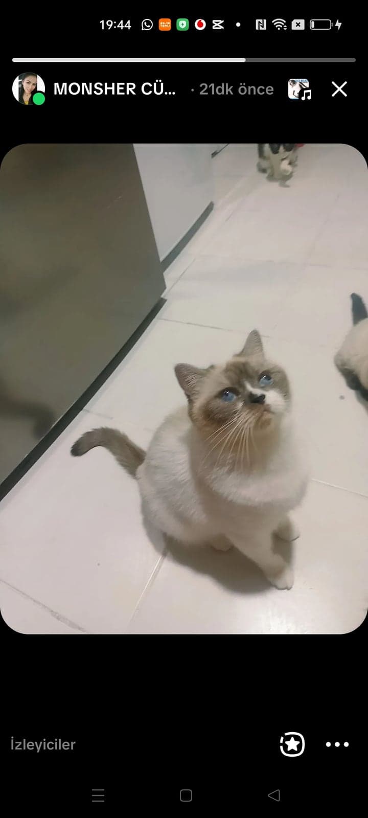 Gofret British Shorthair Kedi, Ankara