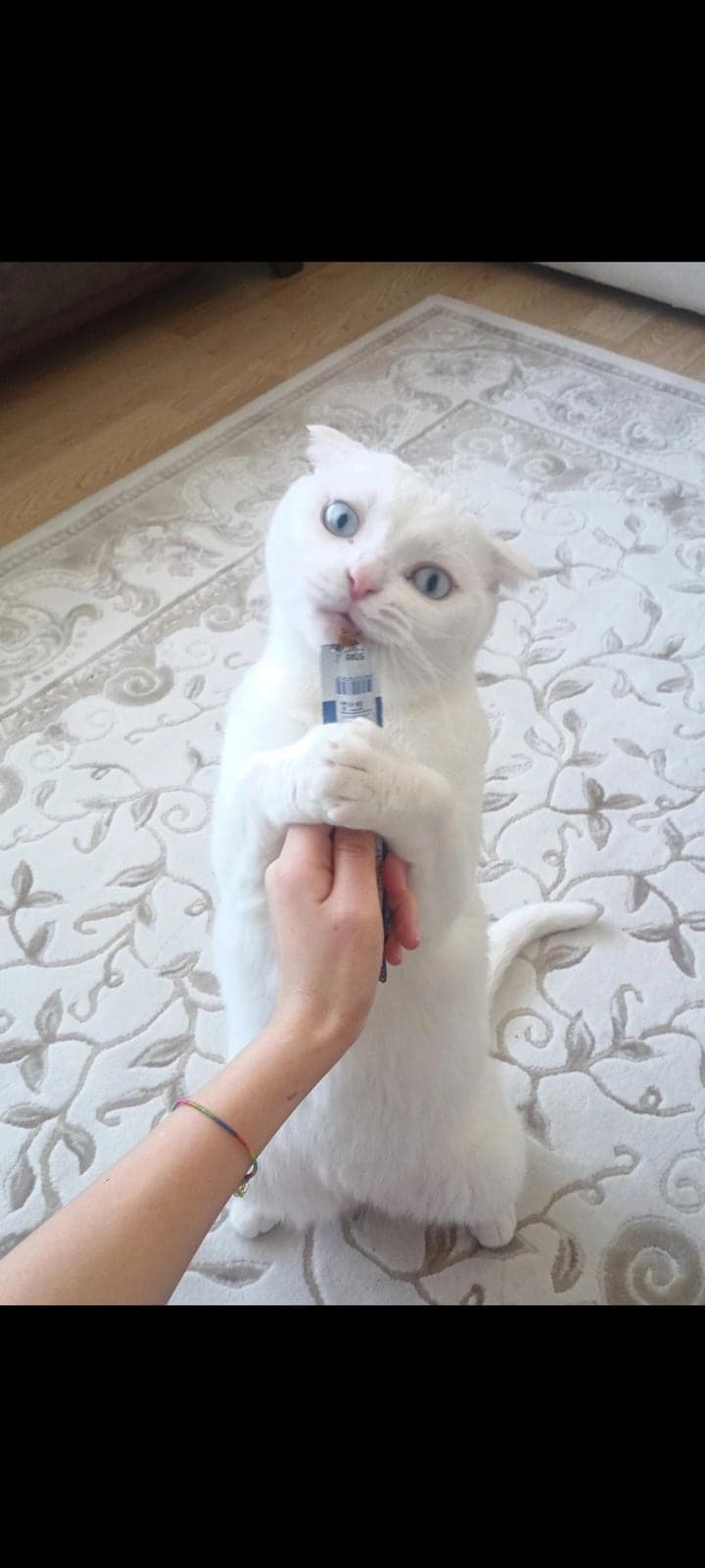 Lokum Ankara Kedisi Kedi, Ankara