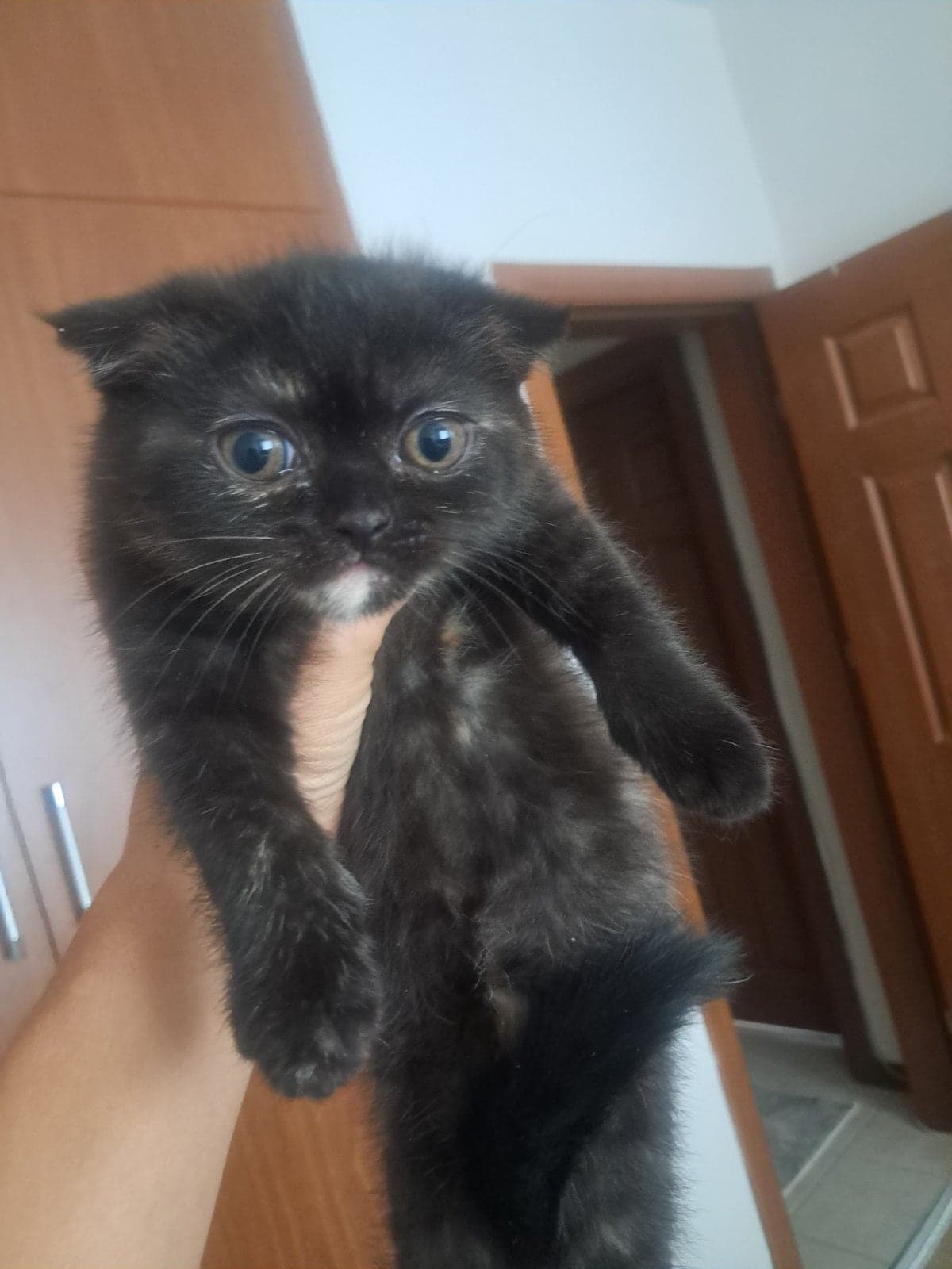 Karam British Longhair Kedi, Konya