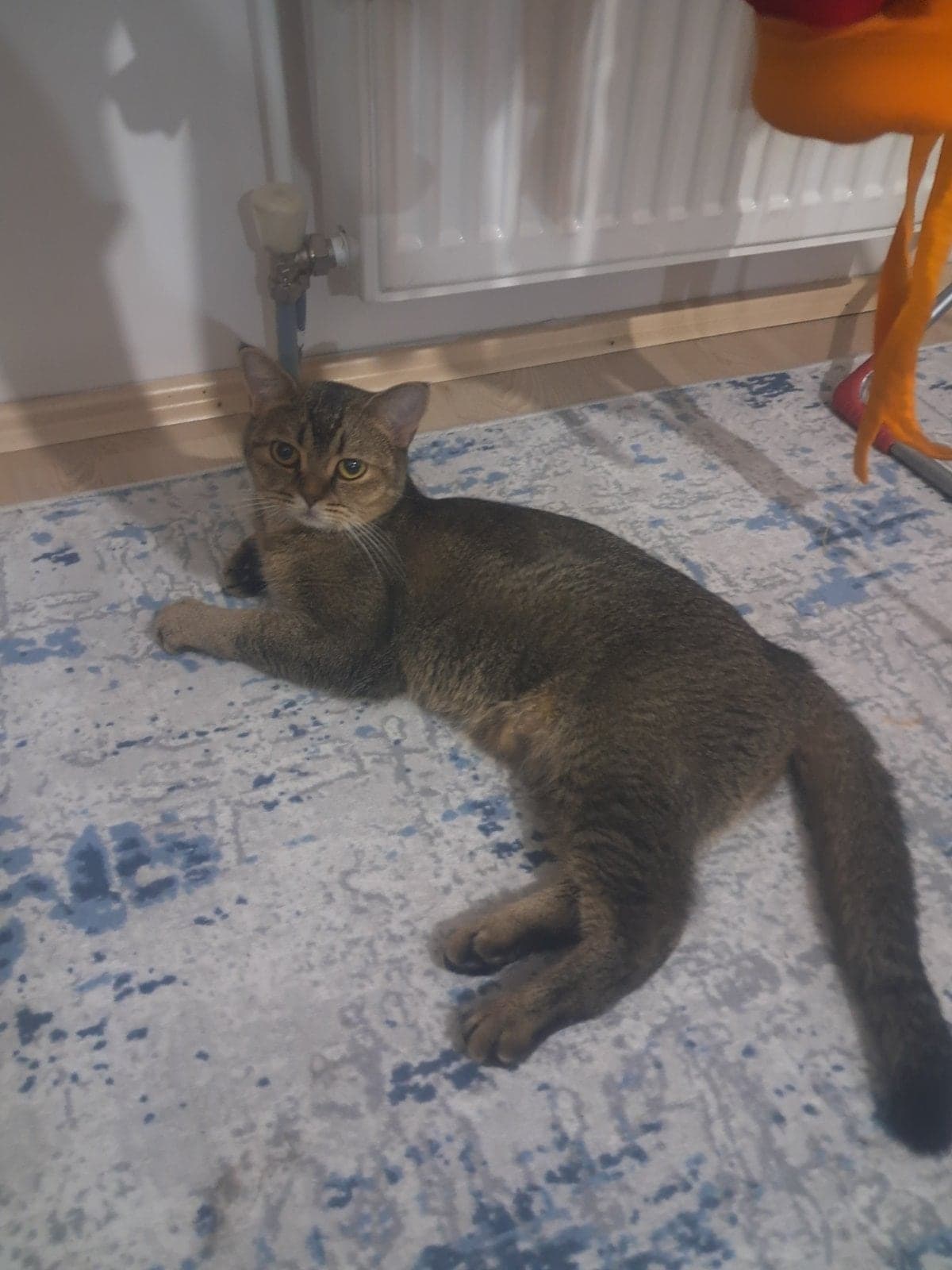 Lokum British Longhair Kedi, Konya