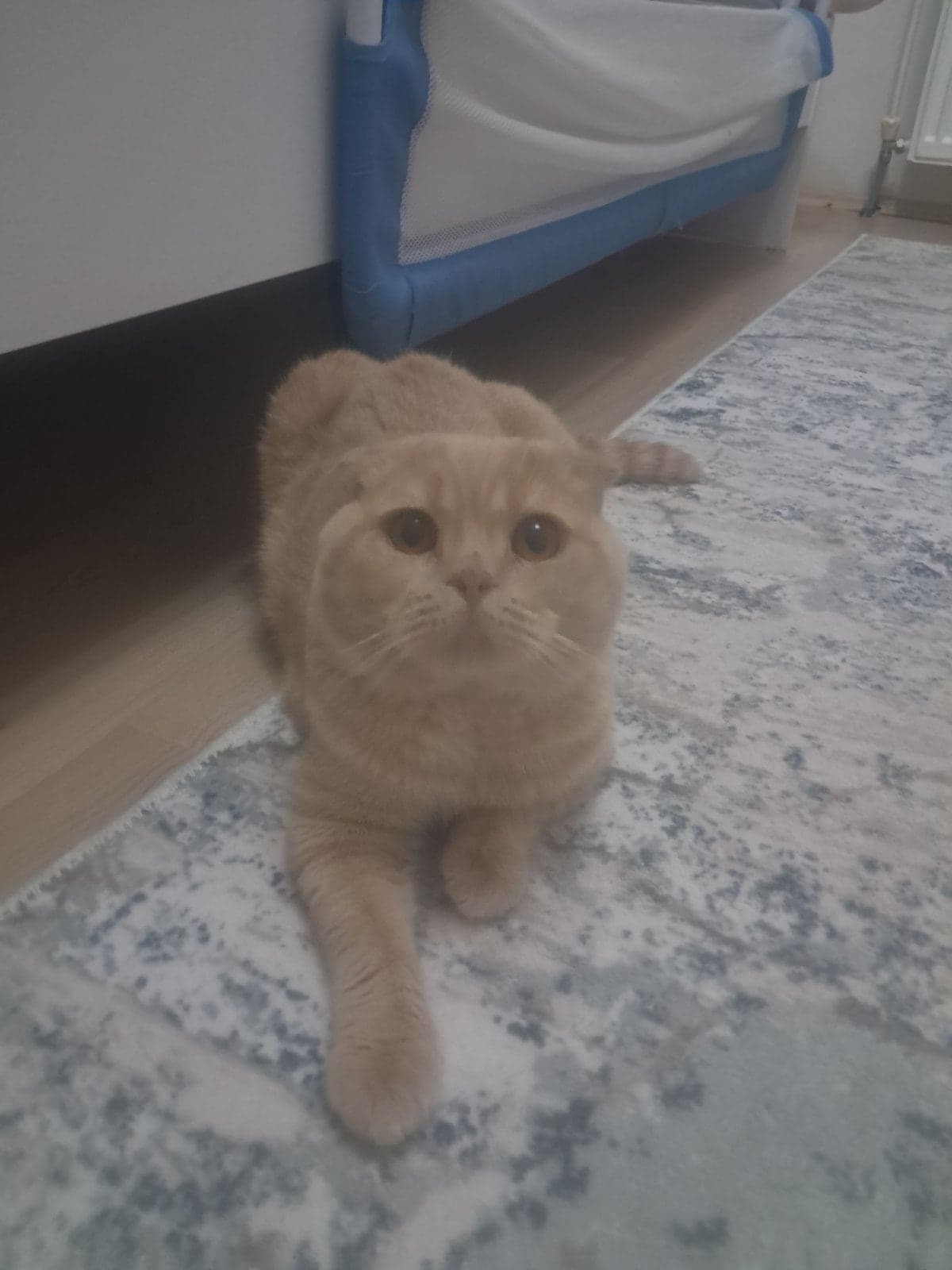 Mıncır Scottish Fold Kedi, Konya